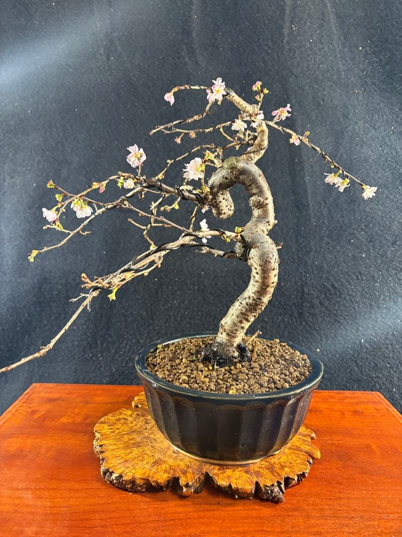貴風盆栽、十月桜、斜幹模様木 やや傷や汚れあり