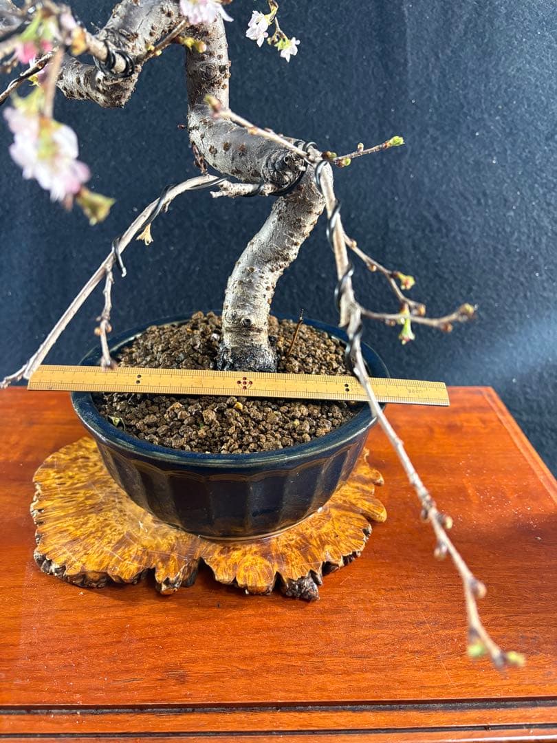 貴風盆栽、十月桜、斜幹模様木 やや傷や汚れあり