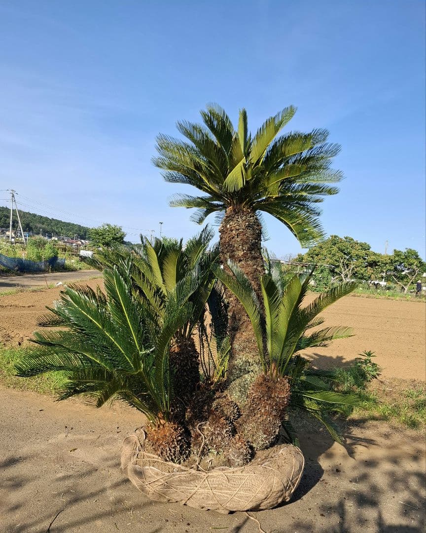 蘇鉄 ソテツ ―― ヤシ ココス サバル アガベ ――