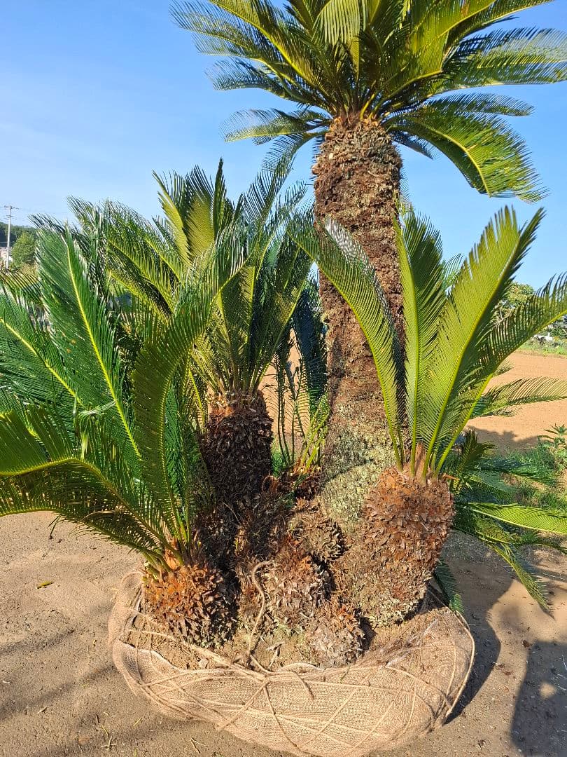 蘇鉄 ソテツ ―― ヤシ ココス サバル アガベ ――