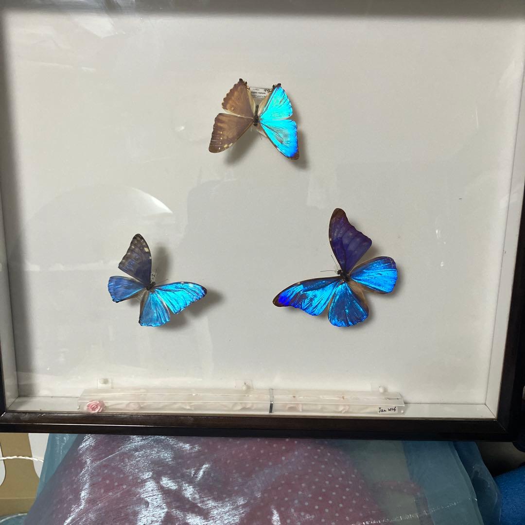 モルフォドイツ箱