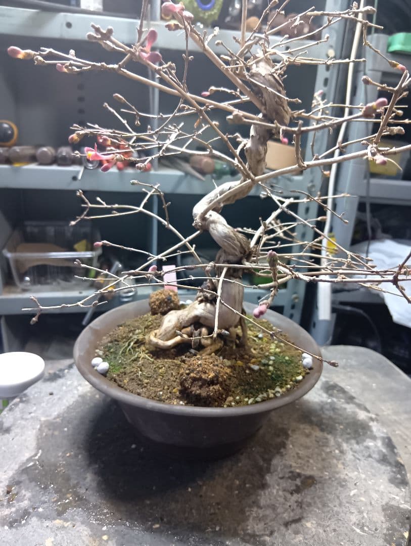 ウグイスカズラ（かなり年数持ち込み古い）