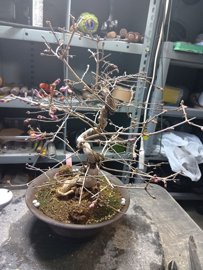 ウグイスカズラ（かなり年数持ち込み古い）