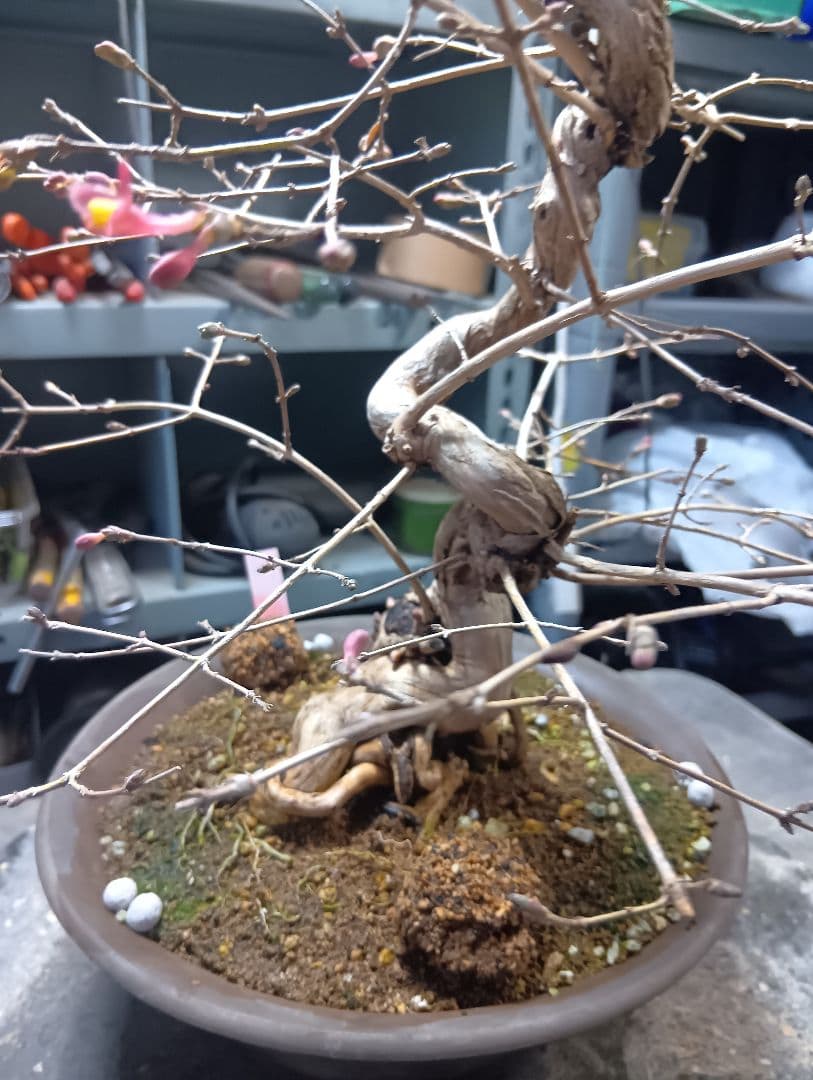 ウグイスカズラ（かなり年数持ち込み古い）