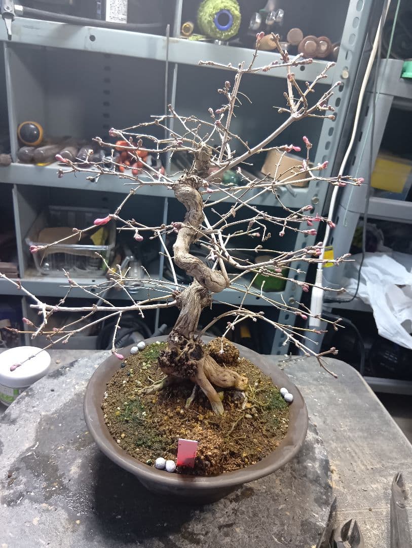 ウグイスカズラ（かなり年数持ち込み古い）