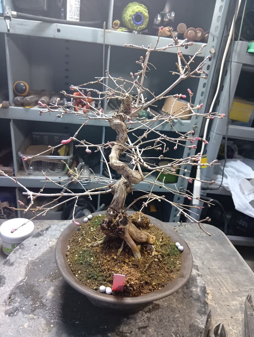 ウグイスカズラ（かなり年数持ち込み古い）