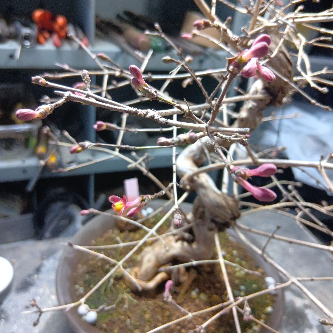 ウグイスカズラ（かなり年数持ち込み古い）