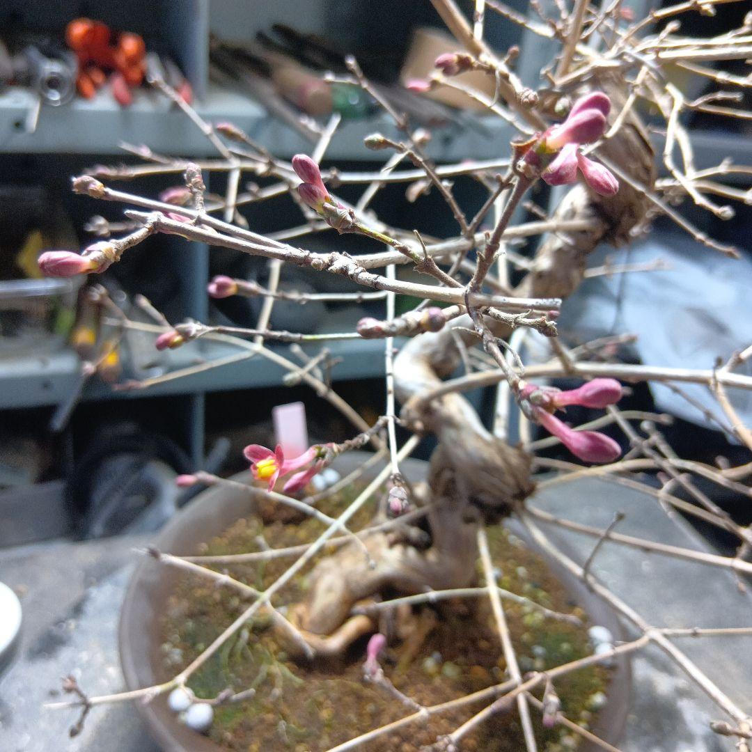 ウグイスカズラ（かなり年数持ち込み古い）