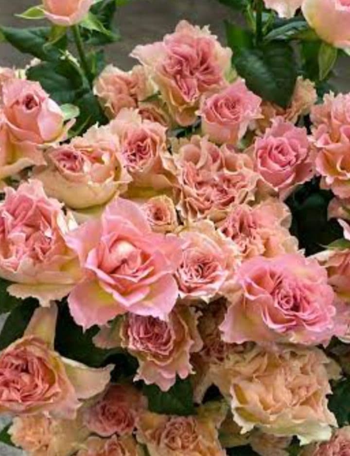 rokochan ※プロフ必読※