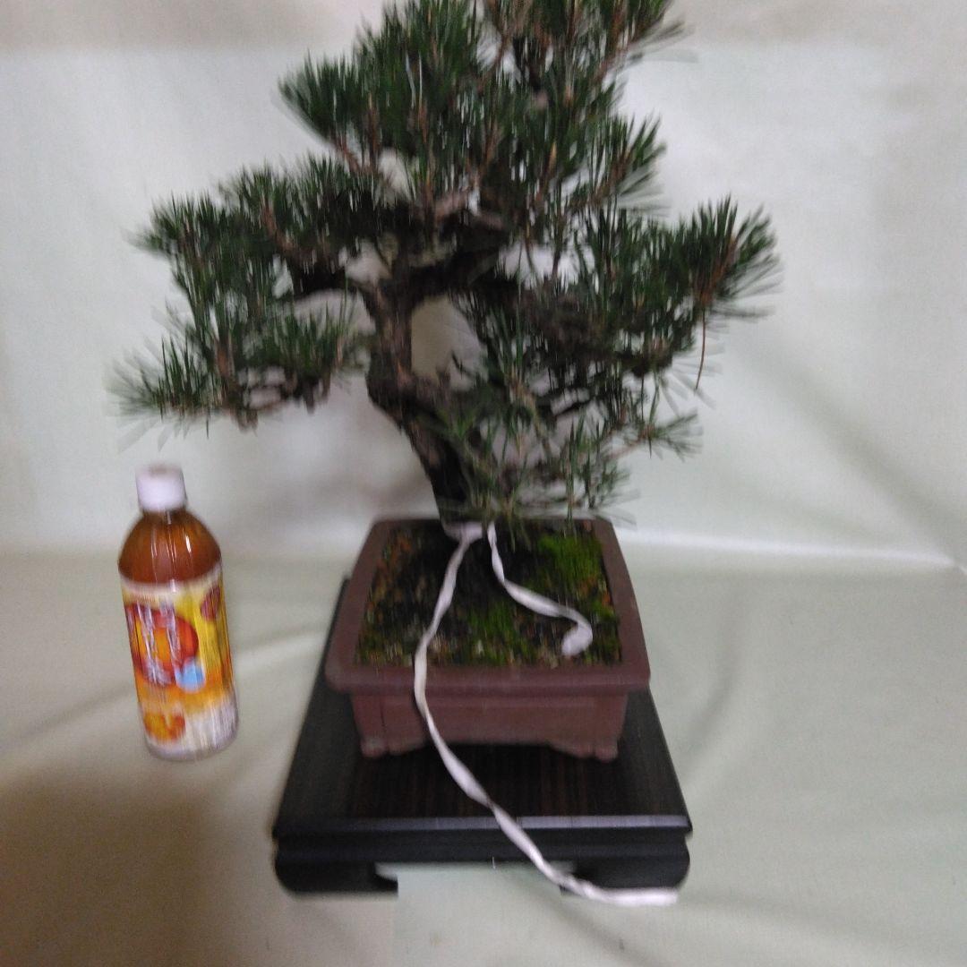 寸梢黒松の盆栽、黒松、赤松、五葉松、真ぱく盆栽値下げしました