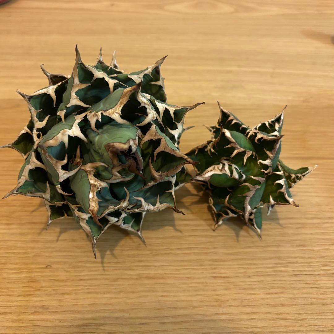 姫厳竜・レッドキャットウィーズル　アガベ 2株セット　根付き