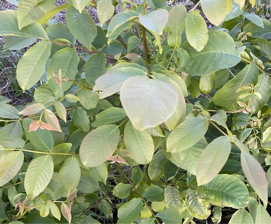 信濃クルミ　10苗