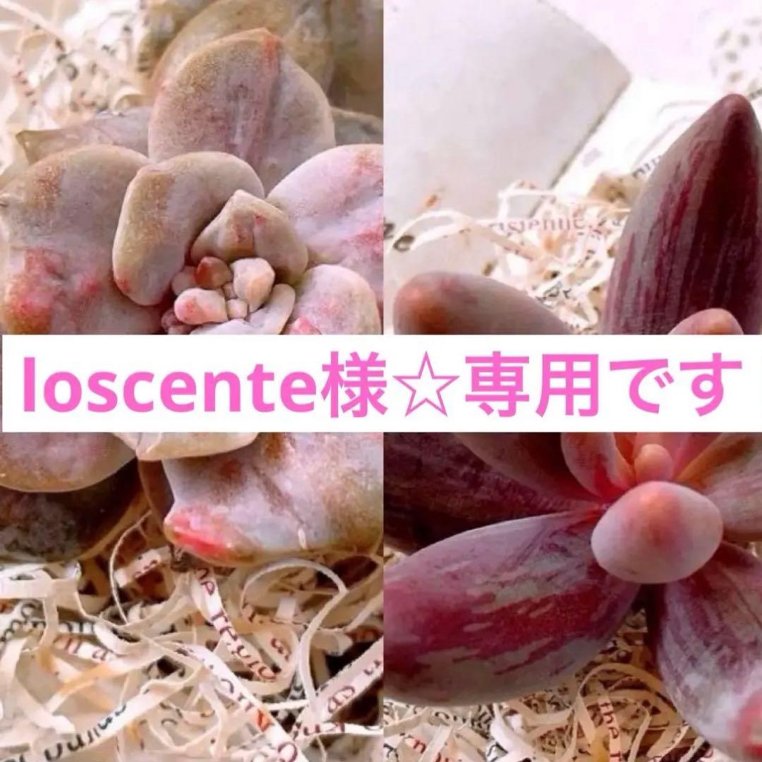 ☆loscente様☆専用です