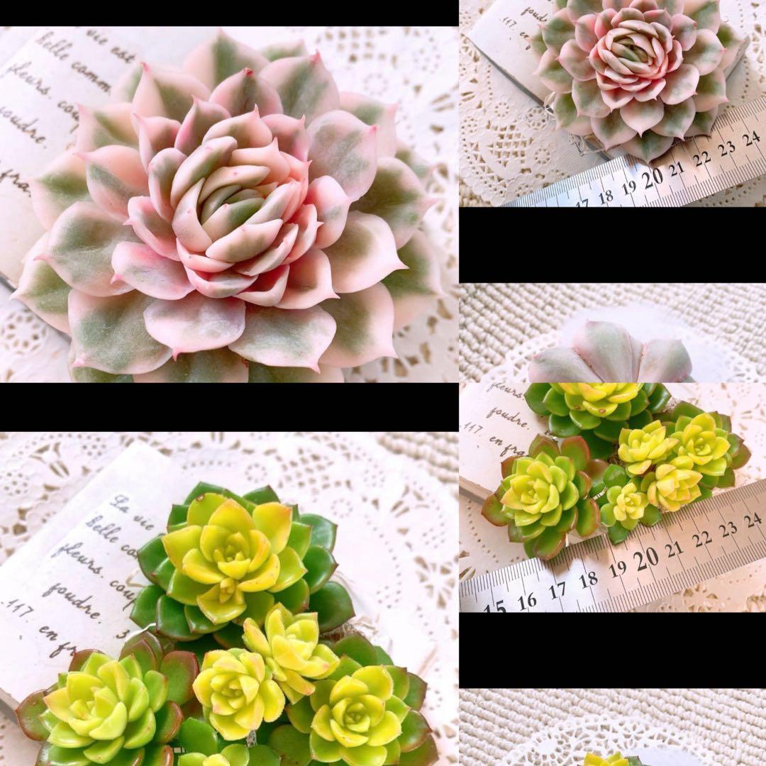 ☆loscente様☆専用です