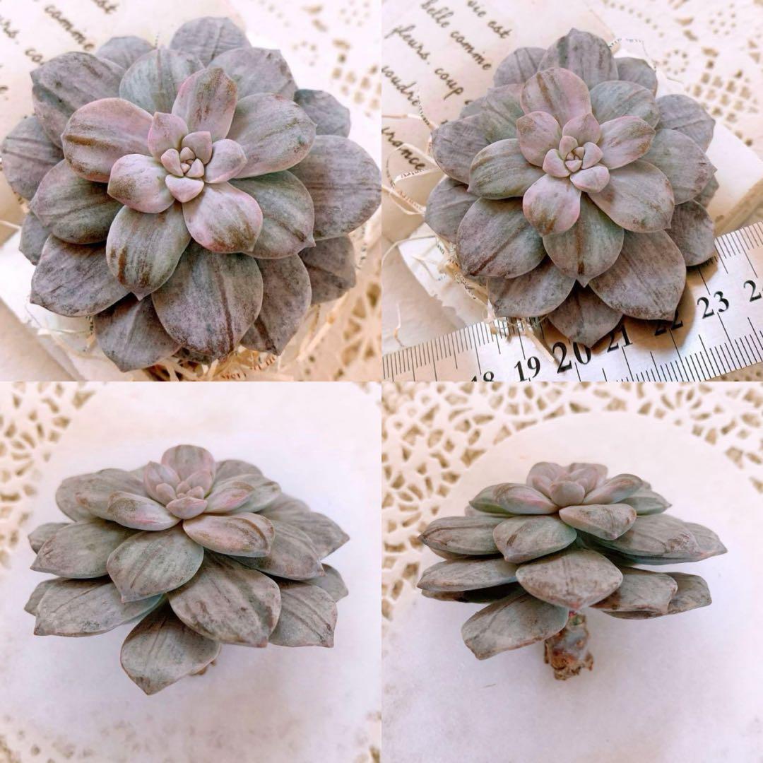 ☆loscente様☆専用です