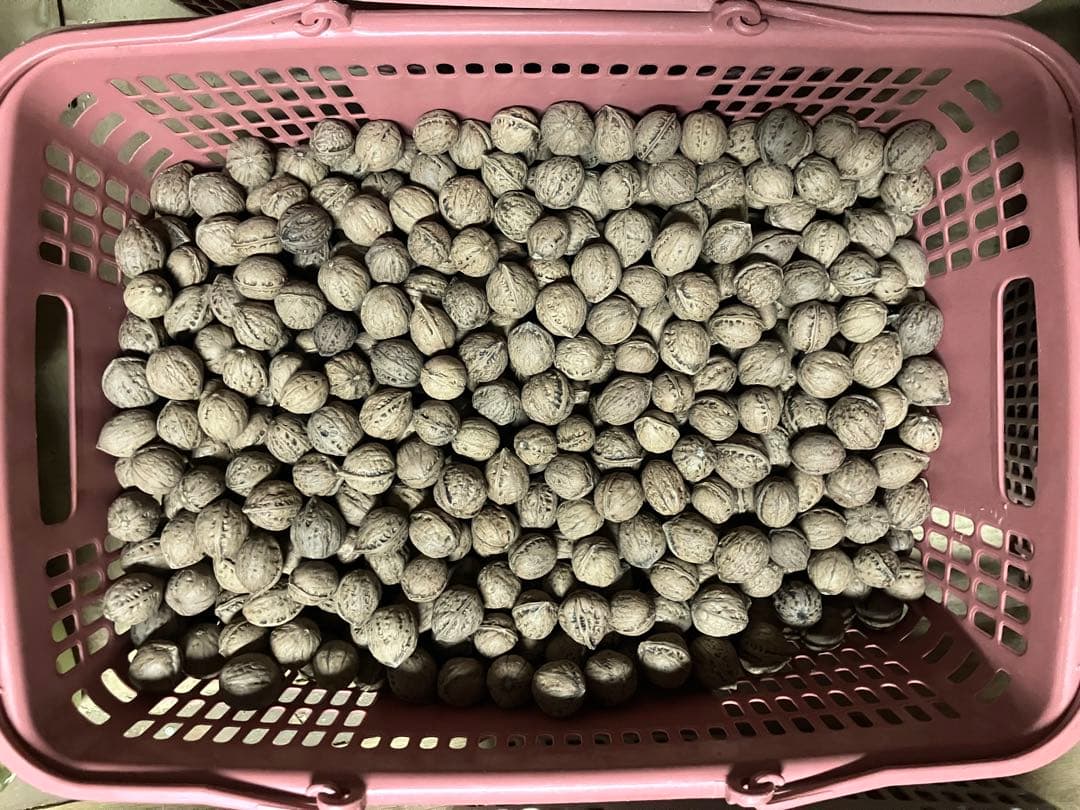 限定値下げ　P 令和7年産　オニクルミ（鬼胡桃・鬼クルミ）約10kg