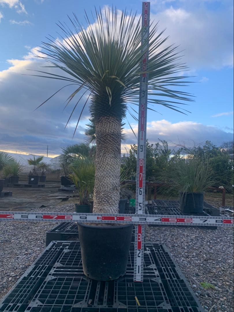 ユッカ　ロストラータ　引取限定