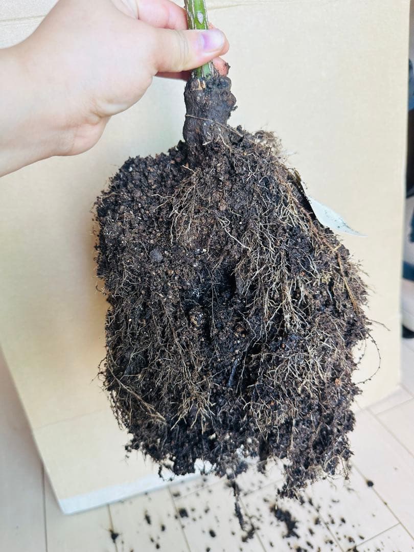 切り花品種　バラ苗　レアバラ　emma w○○dhouse