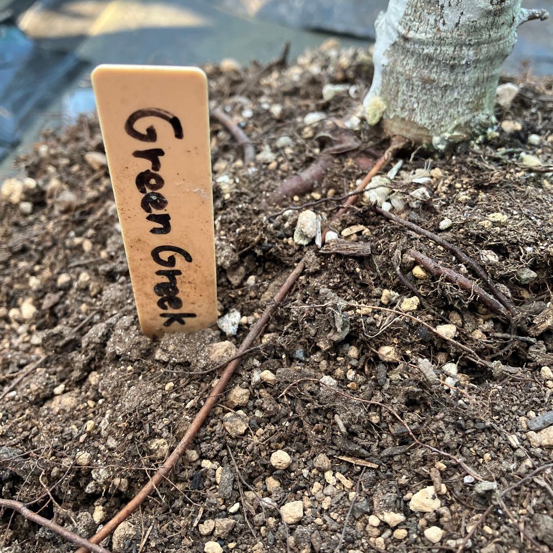 ④ くま様　グリーングリーク親株