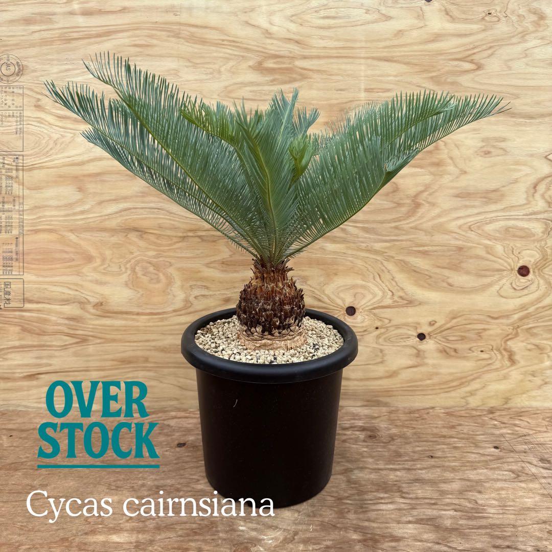 arichan50さん　専用