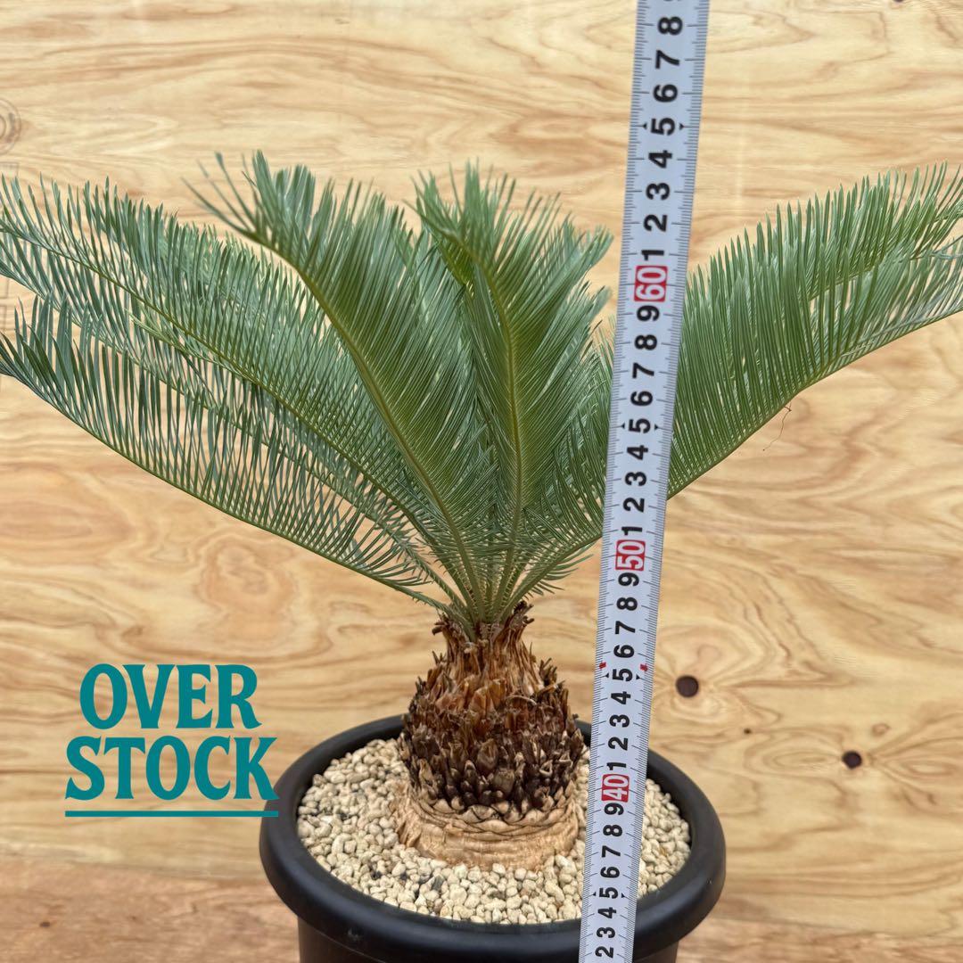 arichan50さん　専用