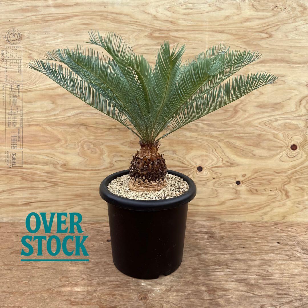 arichan50さん　専用