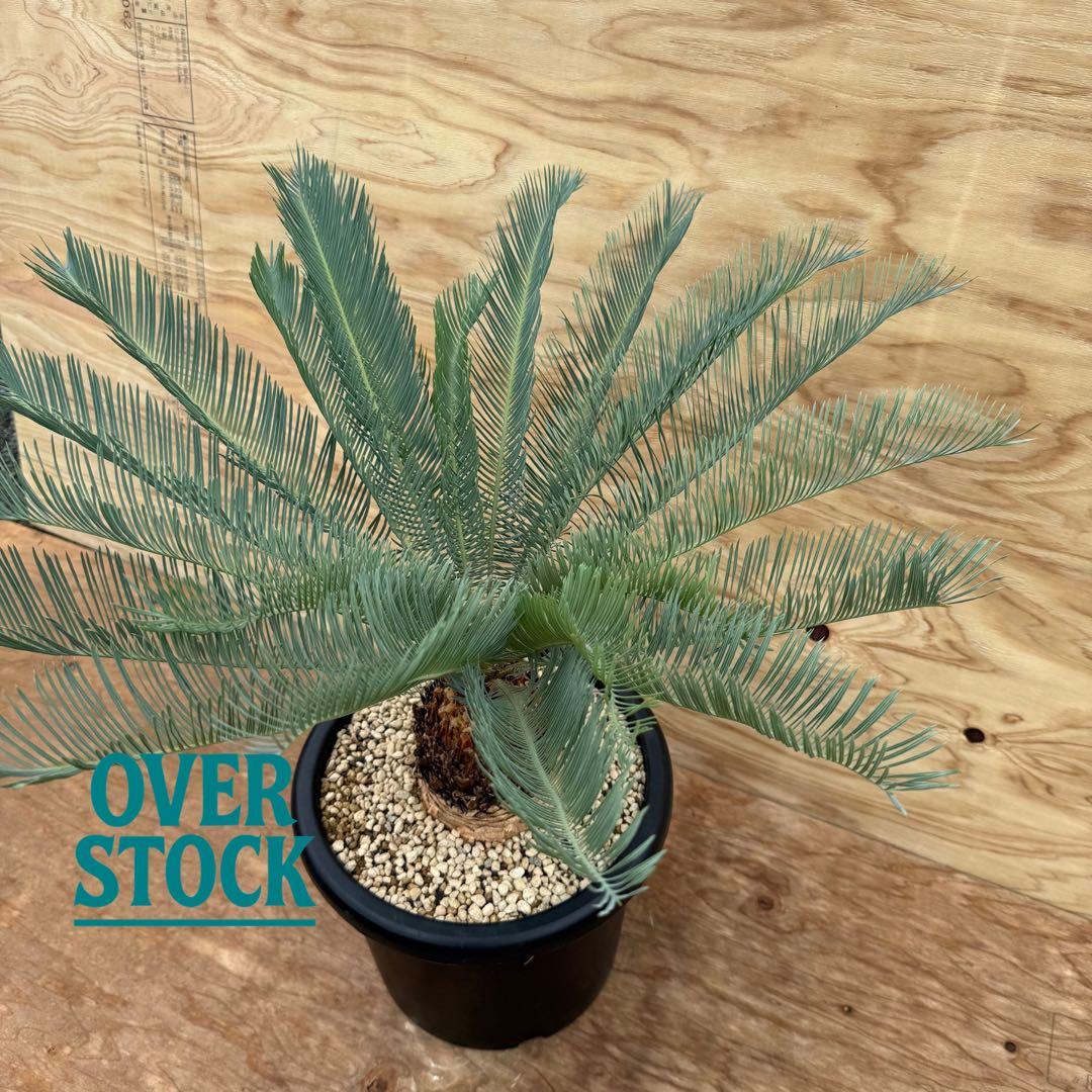 arichan50さん　専用