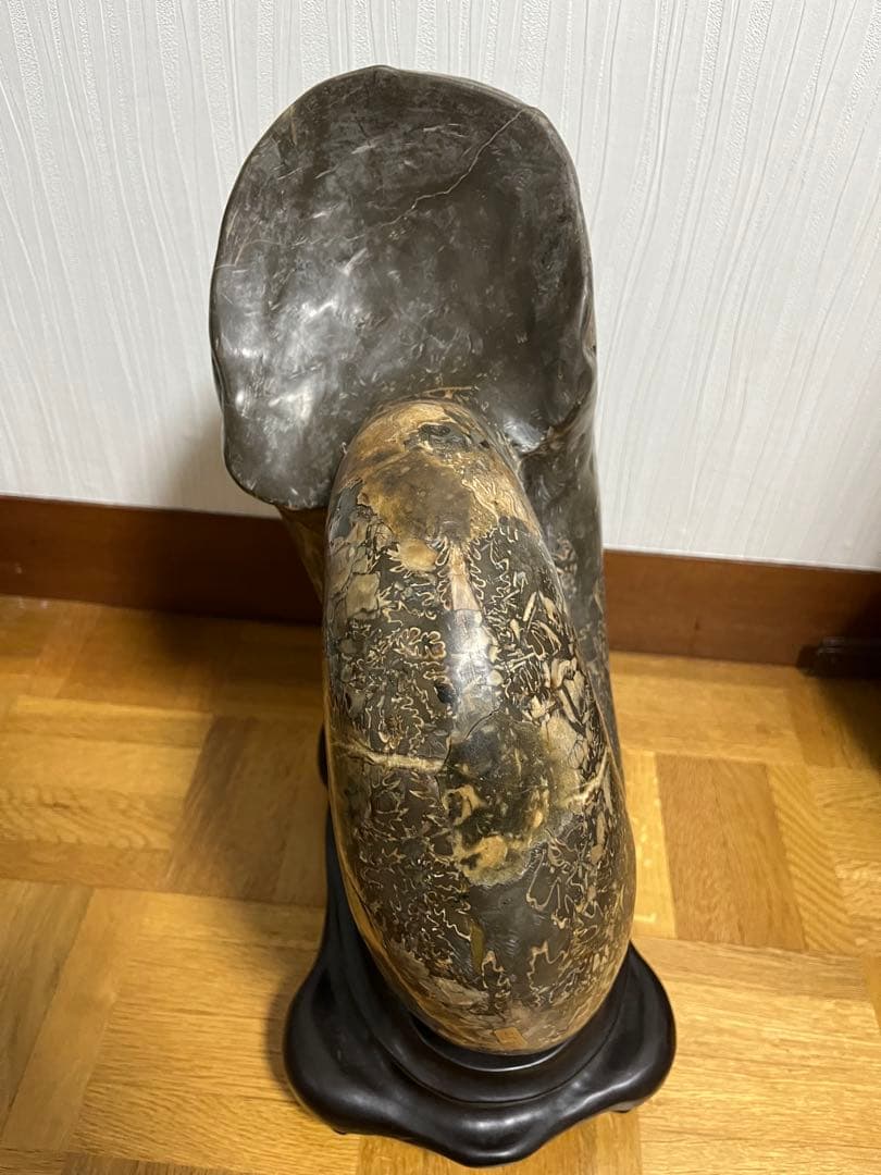 巨大　アンモナイト　化石　北海道