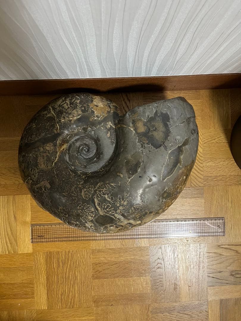 巨大　アンモナイト　化石　北海道
