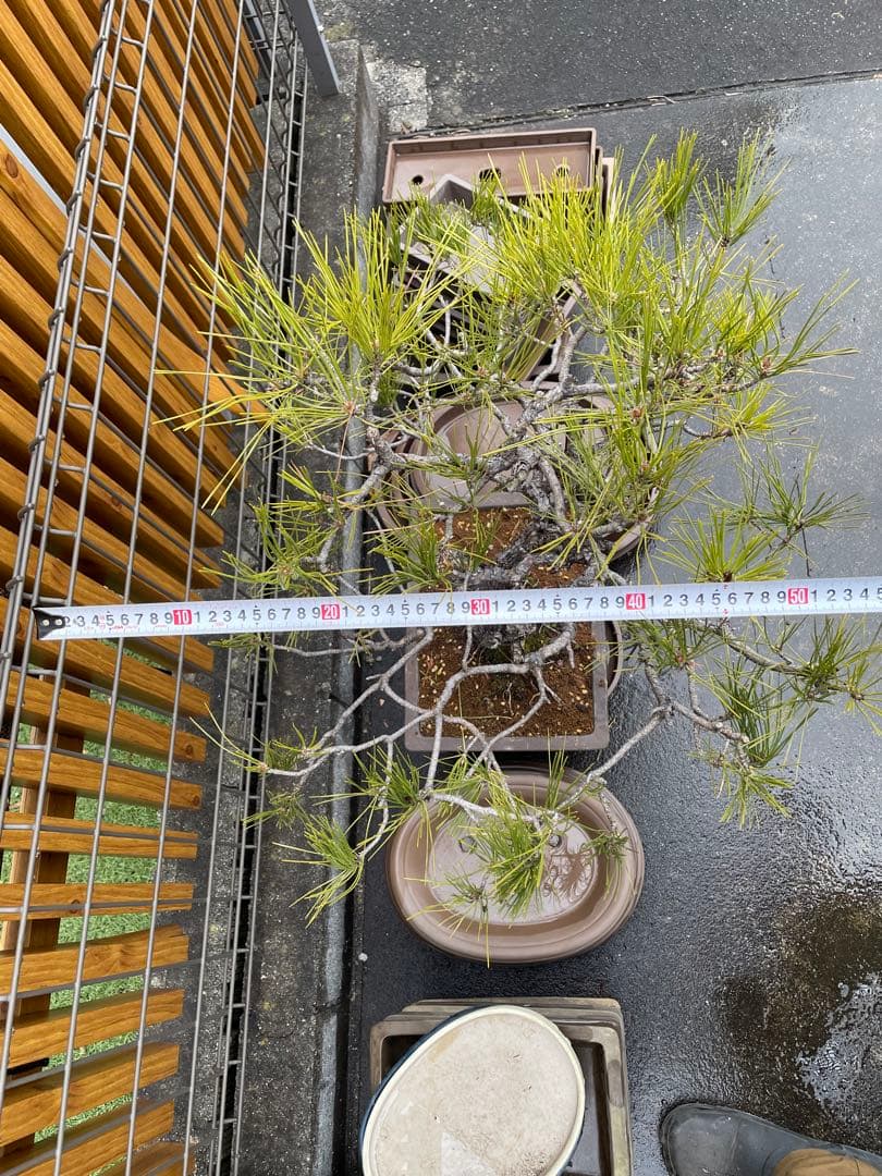 大品赤松盆栽　五葉松/黒松/真柏