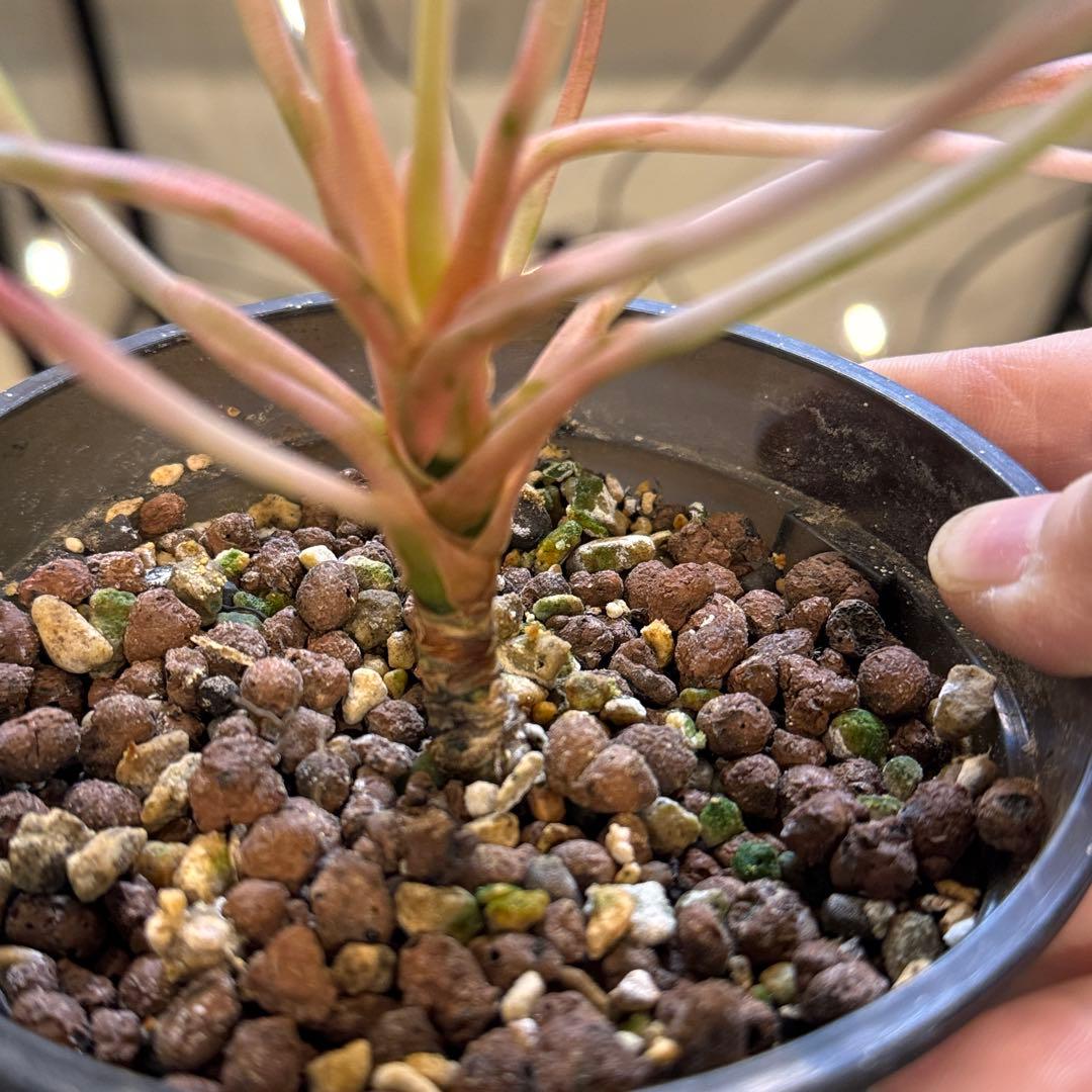 ほ*し様 8 アグラオネマ　ニューハイブリッド　‘メデューサ’ 激レア　希少