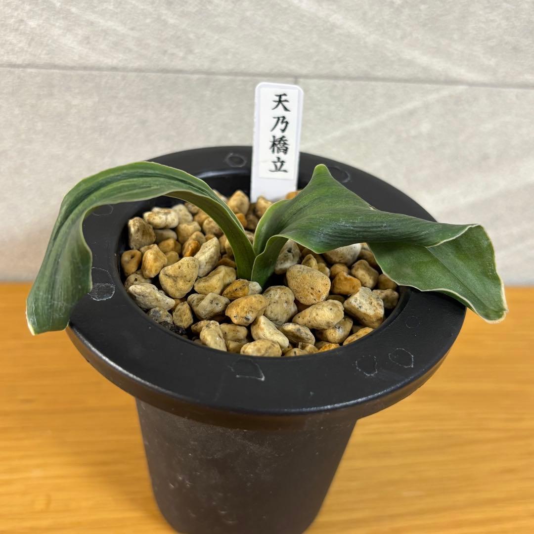 万年青　天乃橋立　獅子系　おもと