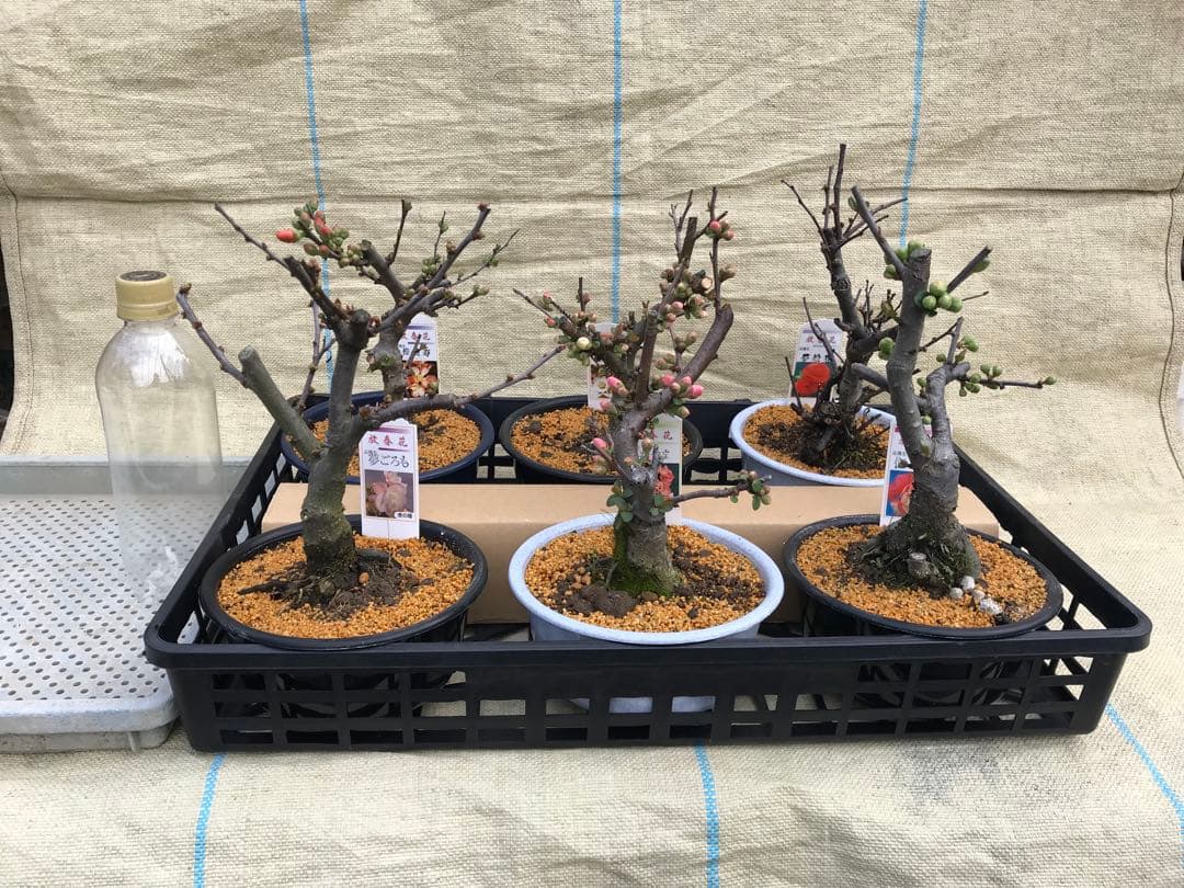 木瓜(ボケ)・放春花　5寸　6品種セット②