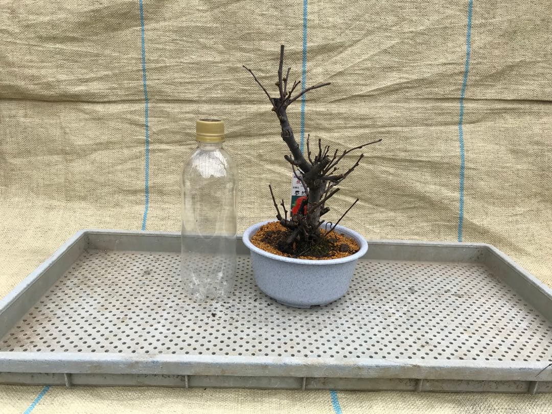 木瓜(ボケ)・放春花　5寸　6品種セット②