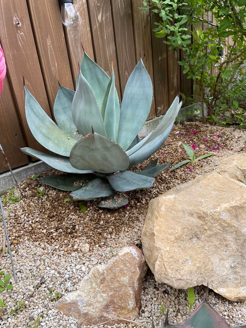 アガベ　ケルシーノヴァ大株