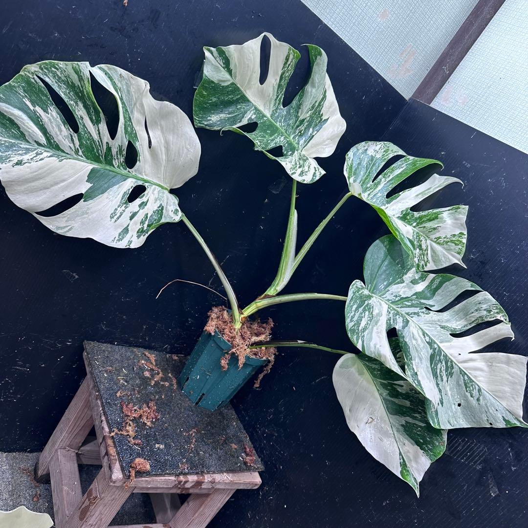 明*菜様 斑入りモンステラ ホワイトタイガー極美大株58cm白斑多