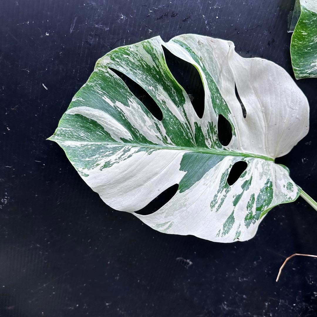 明*菜様 斑入りモンステラ ホワイトタイガー極美大株58cm白斑多