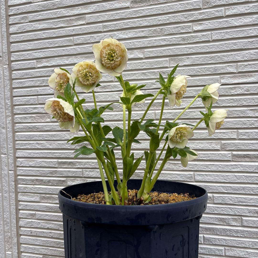 クリスマスローズ　多弁セミダブル　カップ咲き