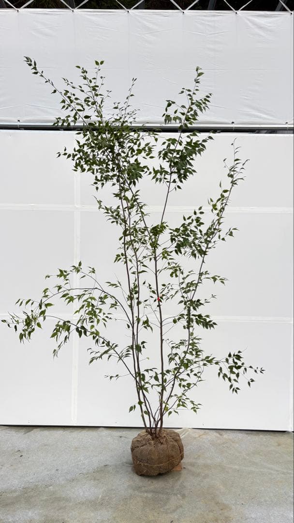 超特大サイズ 細く美しく繊細な樹形 ハイノキ 株立 713 樹高2.4m位