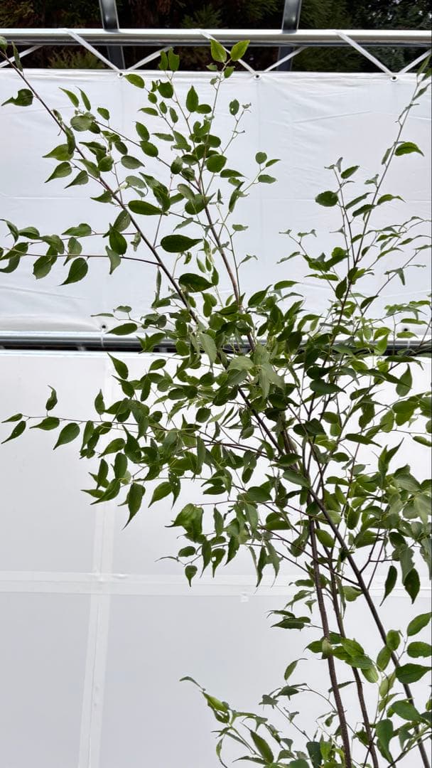 超特大サイズ 細く美しく繊細な樹形 ハイノキ 株立 713 樹高2.4m位