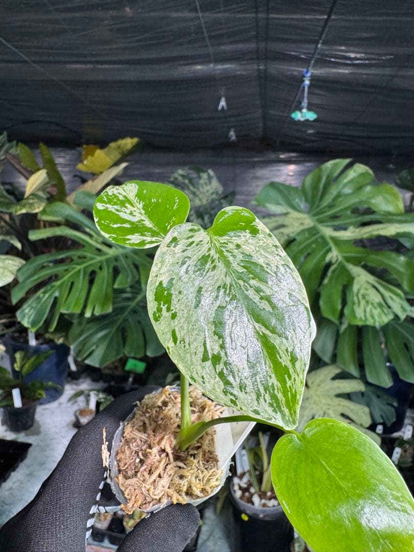 2モンステラ　デリシオーサ　ベトシオーサ　2寸ポリポット　ネコポス発送