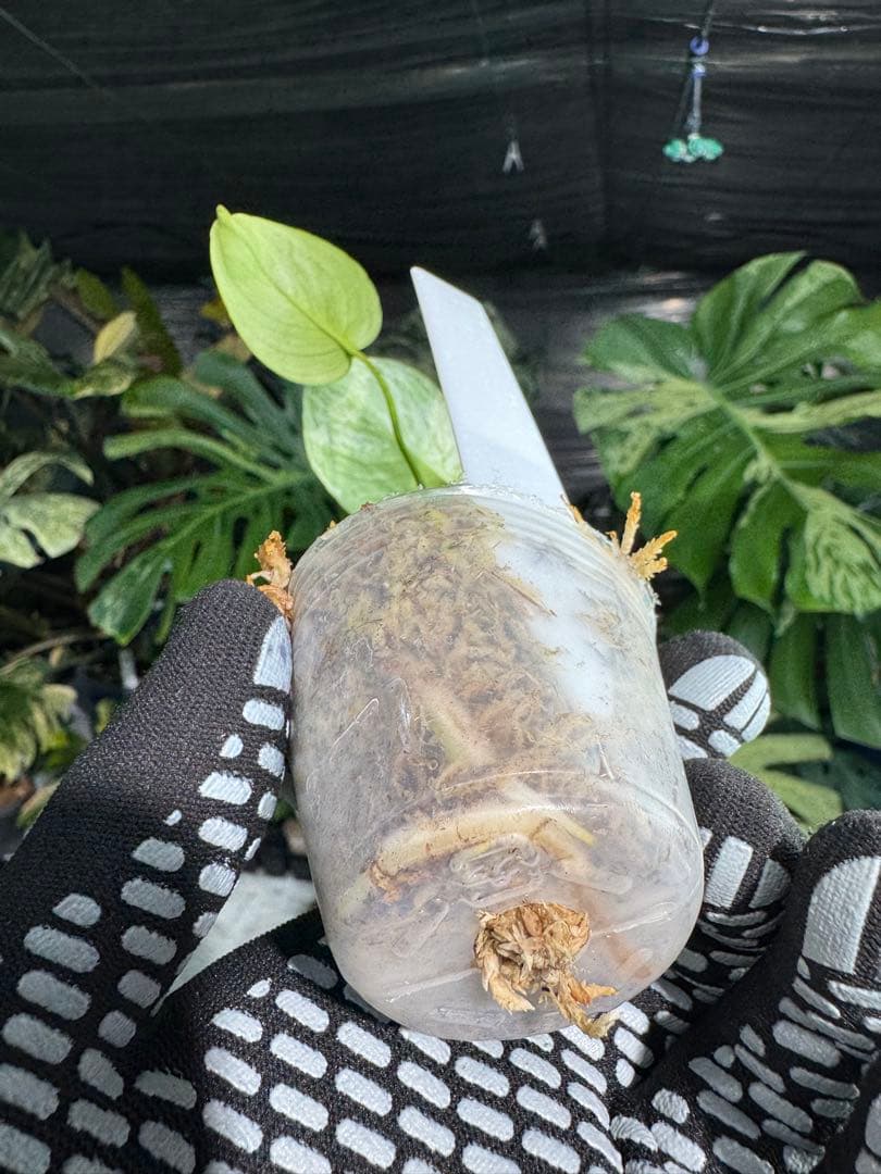 2モンステラ　デリシオーサ　ベトシオーサ　2寸ポリポット　ネコポス発送