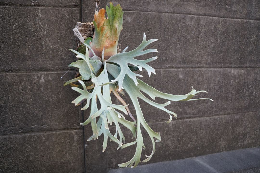 ビカクシダ P.willinckii \" Bogie \" OC