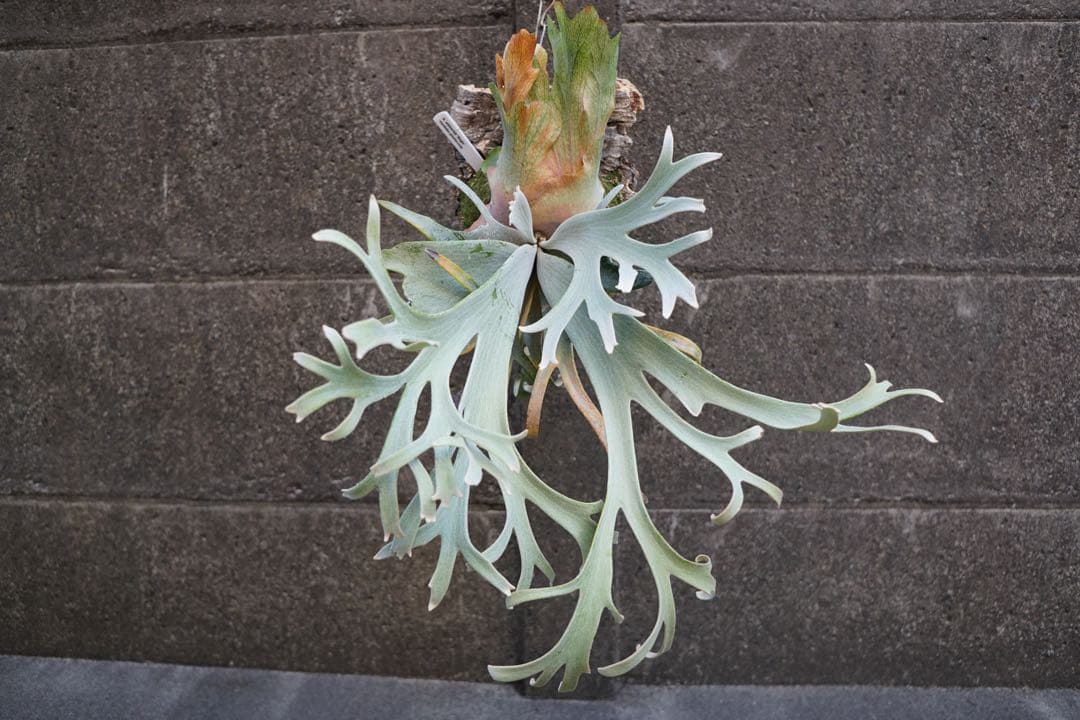 ビカクシダ P.willinckii \" Bogie \" OC