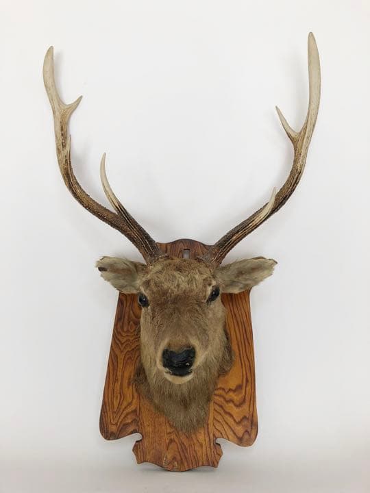 ハンティングトロフィー　壁飾り　蝦夷鹿