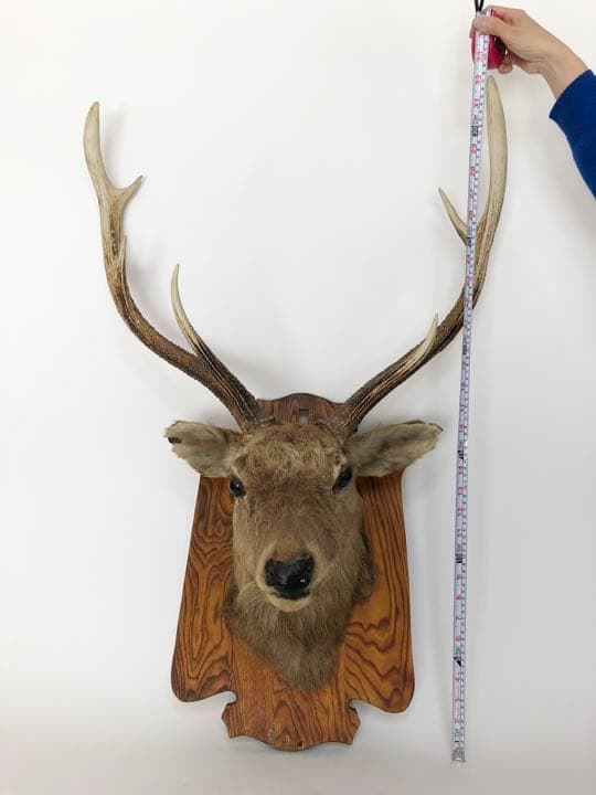 ハンティングトロフィー　壁飾り　蝦夷鹿