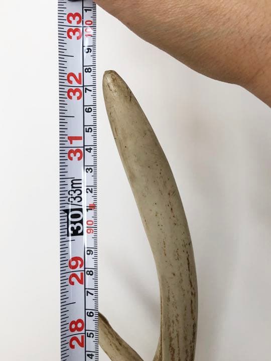 ハンティングトロフィー　壁飾り　蝦夷鹿