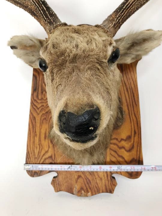 ハンティングトロフィー　壁飾り　蝦夷鹿