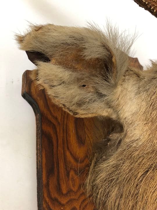 ハンティングトロフィー　壁飾り　蝦夷鹿