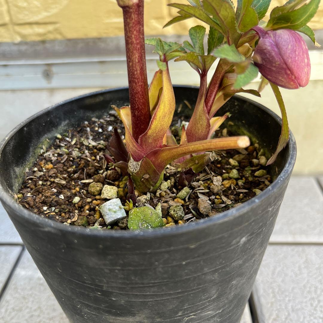 ご予約品　その1